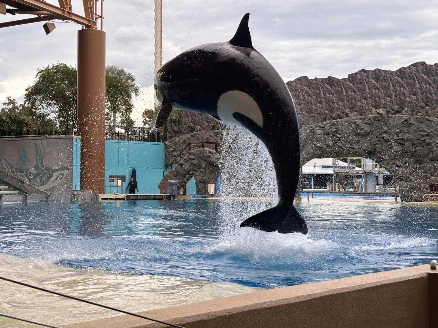 An orca leaping high above the water during a SeaWorld Orlando presentation